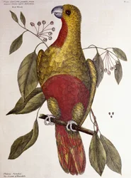 楽園のオウム、1771