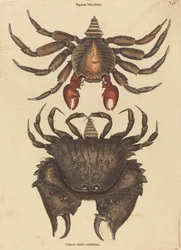 赤いまだら岩ガニ (Cancer grapsus)