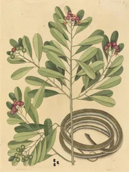 リボン蛇Coluber saurita、1731年～1743年に出版された。