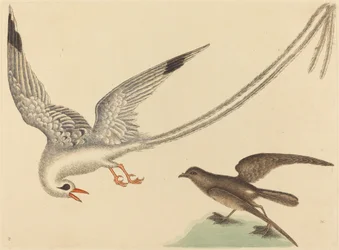 コメ鳥 (Emberiza oryzivora)