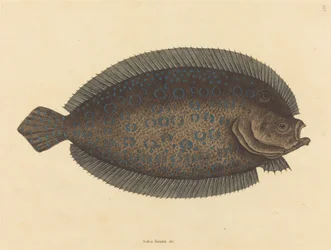 ソール (Pleuronectes lunatus)