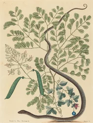 1731年から1743年に発行された斑点のあるリボンヘビのColuber nebulosus。