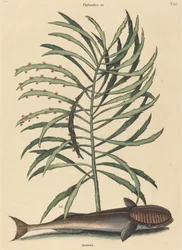 吸う魚 (Echeneis Naucratis)