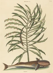 吸う魚 (Echeneis naucratis)