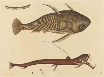毒蛇の口 (Silurus cataphractus)