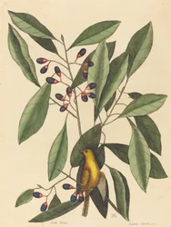 イエロー シジュウカラ Motacilla trochilus、1754 年に出版。