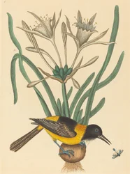 黄色と黒のカササギ（Oriolus Icterus）