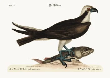 釣りタカ、1749-73