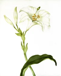 リリー、1790年頃