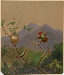 ブラジルのハチドリ III