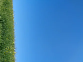 ブルー