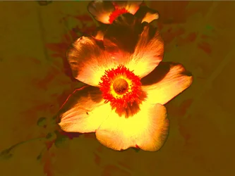 花