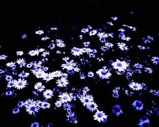 フィールドの端にある花