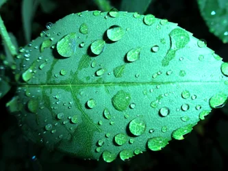 雨滴
