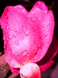 雨滴