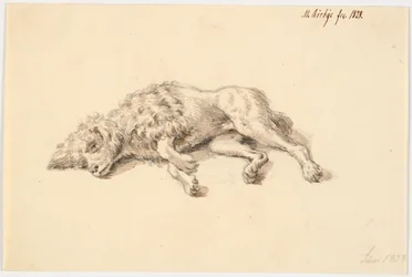 横になっているプードル犬