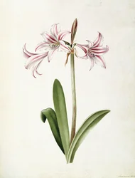 (アマリリス) Vittata Formosa