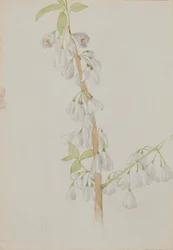 (無題--花の習作)