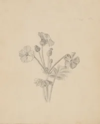 (無題--植物習作）