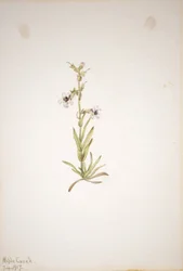 (無題--植物習作）