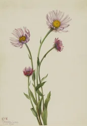 Alaskan fleabane Erigeron salsuginosus, 1925.