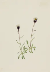 Aleutian Fleabane Erigeron unalaschensis, n.d.