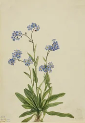 アルパイン・フォーゲットミーノット Myosotis alpestris, 1924.