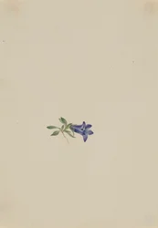 アルパインハレベル Campanula lasiocarpa, n.d.