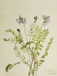 アルパイン・ミルクベッチ Astragalus alpinus, 1921.