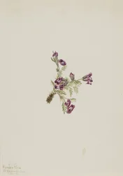Alpine Pointvetch Oxytropis podocarpa、1916 年。
