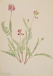 アルパインベッチ Astragalus bourgovii, 1917.