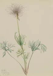 アメリカのパスクフラワー Pulsatilla ludoviciana, 1920.