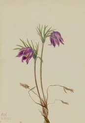 アメリカのパスクフラワー Pulsatilla ludoviciana, 1922.