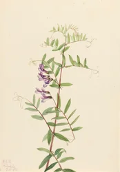 アメリカン・ベッチVicia americana, 1922.