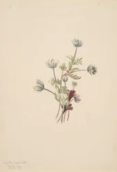 Anemone drummondii, 1907.