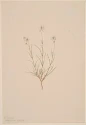 台湾砂岩、1904 年。