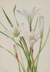 Atamasco-Lily Atamasco アタマスコ、1925 年。
