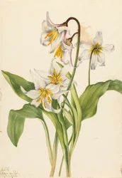 雪崩ユリ Erythronium montanum、1925 年。