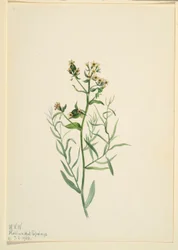 クマツヅラ（Comandra pallida）