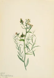 Bastard Toadflax Comandra pallida, 1923.