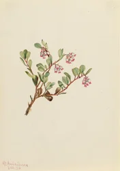 クマノミ Arctostaphylos uva-ursi, 1916.