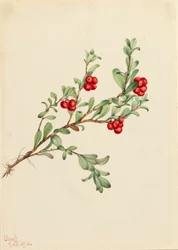 Bearberry Arctostaphylos uva-ursi、1916年。