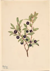 ビッグ・ホワートルベリー（Vaccinium membranaceum）