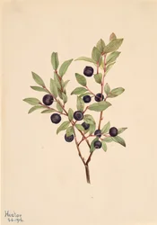 Big Whortleberry Vaccinium membranaceum, 1916.