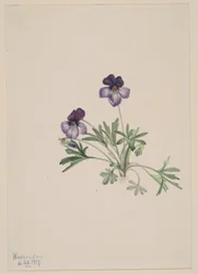 バーズフットバイオレット（Viola pedata）