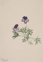 バーズフットバイオレット Viola pedata, 1917.