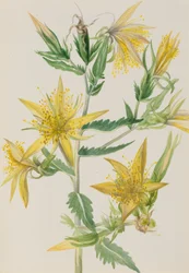 Blazing Star Mentzelia laevicaulis、1930年代頃。