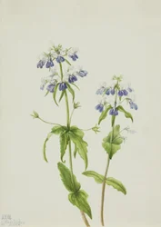 ブルーアイド・メアリー Collinsia verna, 1927.