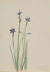 青目草