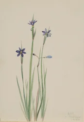 青い目の草 Sisyrinchium angustifolium, 1920.